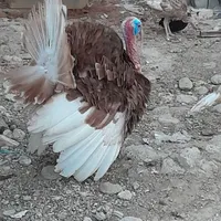 بوقلمون|حیوانات مزرعه|کرج, چمن|دیوار