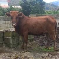 لیشه ۷ماه آبستن ( گاو گوساله تلیسه ورزا کوله )|حیوانات مزرعه|تالش, هشتپر|دیوار