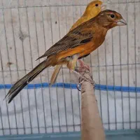 قناری جوجه سرخ. نر.  ۷ ماهه.  تازه مست|پرنده|شیراز, پودنک|دیوار