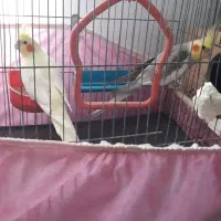 عروس هلندی نروماده بالغ