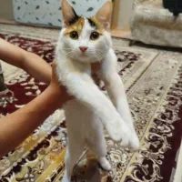 واگذاری گربه