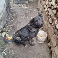 توله سک سرابی