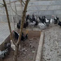 تخم مرغ نطفه دار گلین لری..مرغ و خروس گلین لری|حیوانات مزرعه|بوئین زهرا, |دیوار