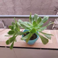 دیفن باخیا یوکا و سانسوریا پتوس گندمی ناز کاکتوس|گل و گیاه طبیعی|اسلامشهر, شهرک محمدیه|دیوار