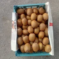 کیوی درشت صادراتی عراق و امارات و کیوی متوسط