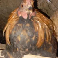 فروشی|حیوانات مزرعه|داراب, |دیوار