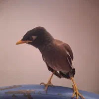مینا