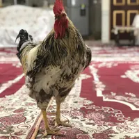 خروس بسیار قلدور معاوضه با دوتا مرغ تخم گذار و غاز|حیوانات مزرعه|شاهین‌شهر, امیرکبیر|دیوار