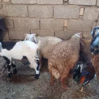 بره بابز|حیوانات مزرعه|اهواز, منازل کارون|دیوار