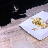 بچه گربه