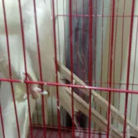 پرنده|پرنده|ایذه, |دیوار