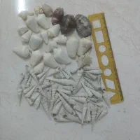 صدف آکواریوم