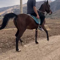اسب مادیون کلاسی