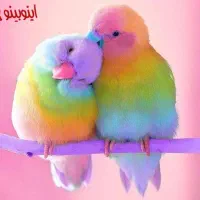 مرغ عشق پیدا شده