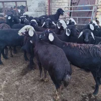 فروش بره ماده