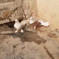 کبوتر اصفهانی|پرنده|برخوار, |دیوار