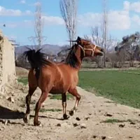 فروش مادیون تولیدی