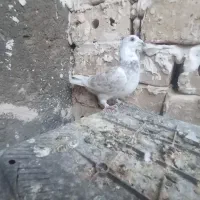 سوسکی سرخ ماده با سینه جفت750|پرنده|خواف, |دیوار