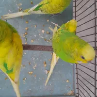 فروش پرنده|پرنده|نوشهر, |دیوار