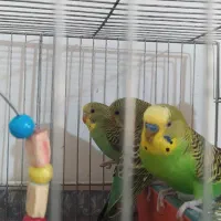 مرغ عشق|پرنده|فردیس, فردیس|دیوار