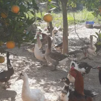 غاز محلی نر|حیوانات مزرعه|بابل, |دیوار