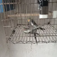 عروس هلندی مولد|پرنده|قیدار, |دیوار