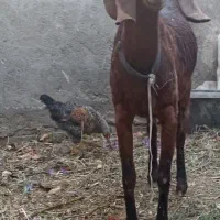 یک بز ماده پاکستانی اصل سالم سالم سالم|حیوانات مزرعه|مشهد, امیرآباد|دیوار