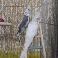 عروس آلبینو مولد