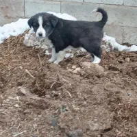 واگذاری توله