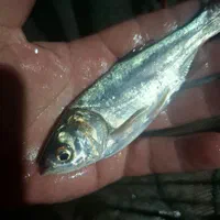 بچه ماهیان گرم ابی|ماهی|کرمان, |دیوار