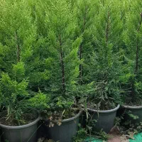 فروش لاوسون سطل ۳/۵