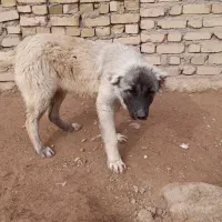 توله سرابی ماده|سگ|قیدار, |دیوار