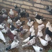 کفتر نر ماده   ۸۰ عدد   یکجا یکجا