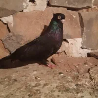 صرب|پرنده|اهواز, نیوساید|دیوار