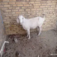 گوسفند|حیوانات مزرعه|میبد, |دیوار