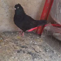 کبوترزاغ ابادانی ۳ عدد