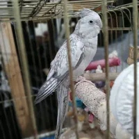 عروس هلندی ماده سالم و آمادگی برای تخم گذاری|پرنده|باقرشهر, |دیوار