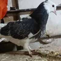 پرشی|پرنده|سبزوار, کلاته سیفر|دیوار