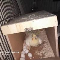 یک جفت عروس هلندی با تخم