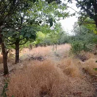 فروش-500-زمین-باغچه-محصور