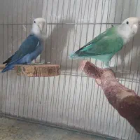 یک جفت کوتوله برزیلی بالغ و تخم گذاری