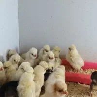 جوجه مرغ زینتی...|حیوانات مزرعه|بافق, |دیوار