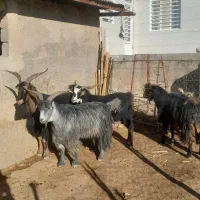 سابرون یخته|حیوانات مزرعه|کوهدشت, |دیوار