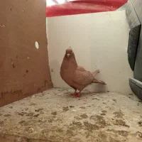 کفتر یا کبوتر|پرنده|مشکین‌دشت, |دیوار