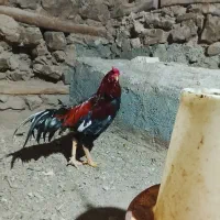 خروس|حیوانات مزرعه|سروآباد, |دیوار