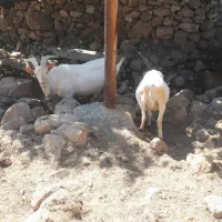 کود حیوانی قدیمی وپوسیده