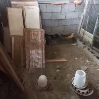 مرغ کرچ محلی یک هفته خوابیده