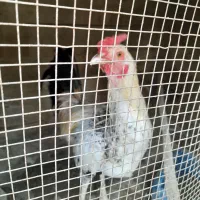 مرغ وخروس|حیوانات مزرعه|کنارک, |دیوار