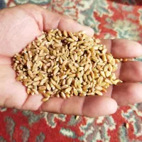 بذر اصلاح شده