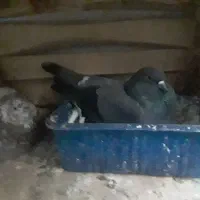 همه نوع کبوترالمانی سوسک دوبالی واکسن خورده